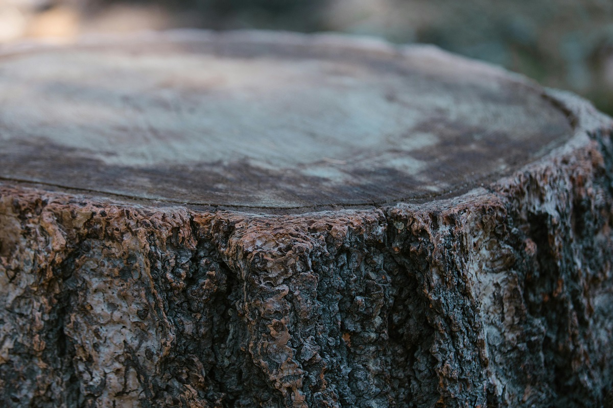 close-up of a tree stump
