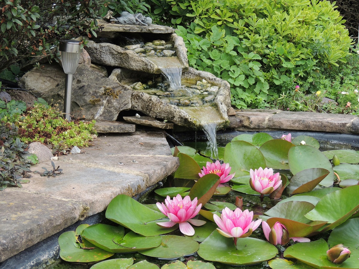 backyard garden pond with water lilies