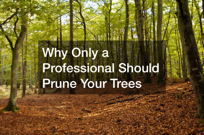 Why Only a Professional Should Prune Your Trees