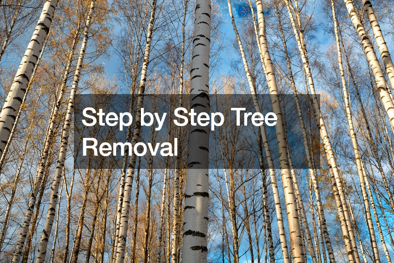 Step by Step Tree Removal