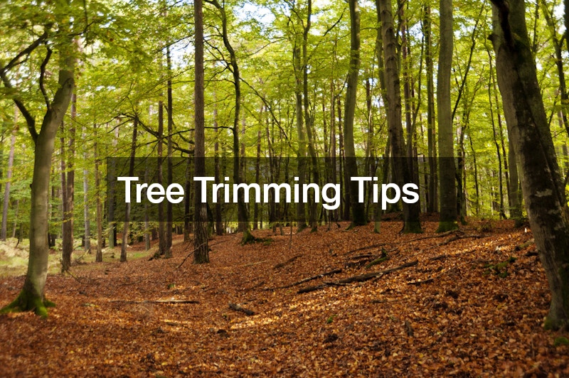 Tree Trimming Tips