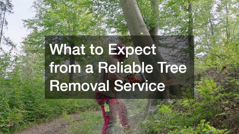 Why Professional Tree Companies Are Essential for Healthy Urban Trees