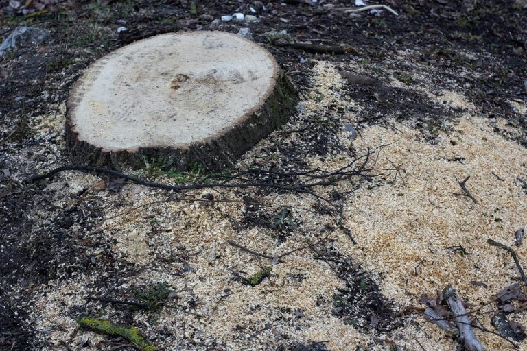 tree stump