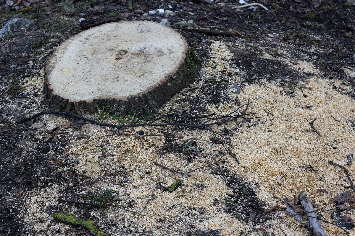 tree stump