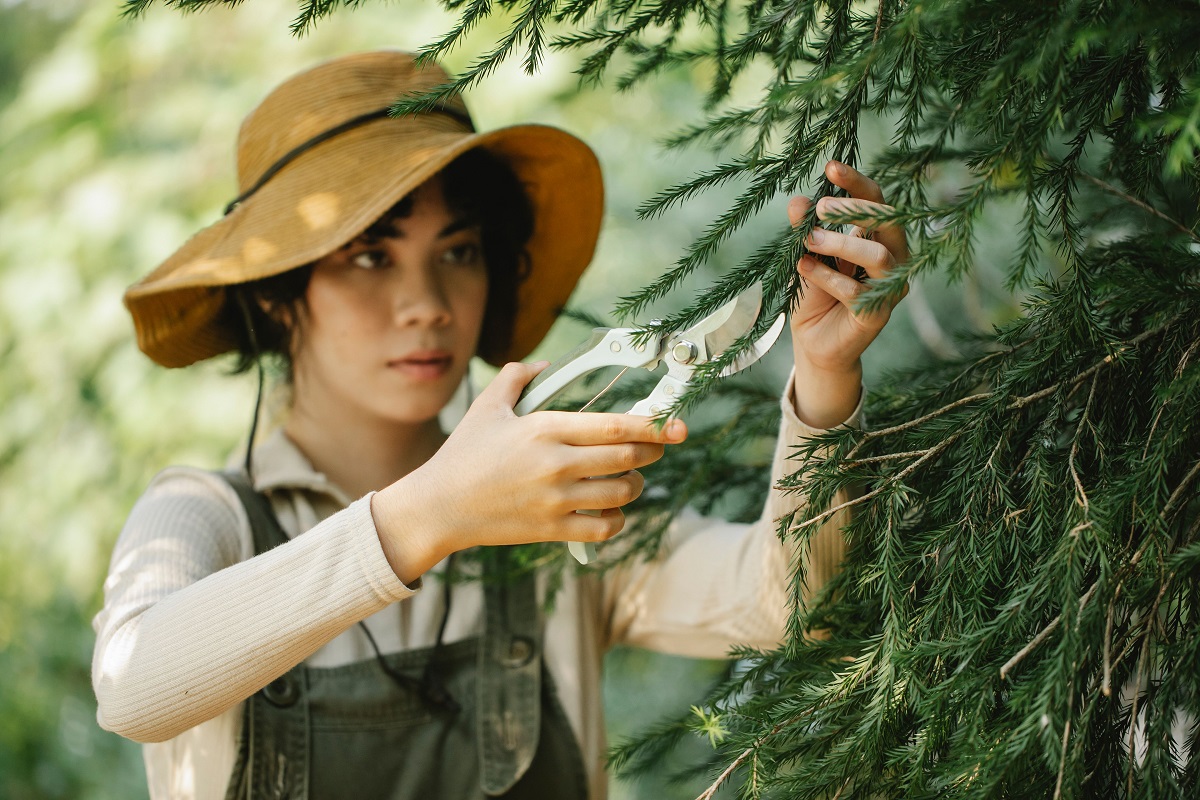 woman pruning a tree