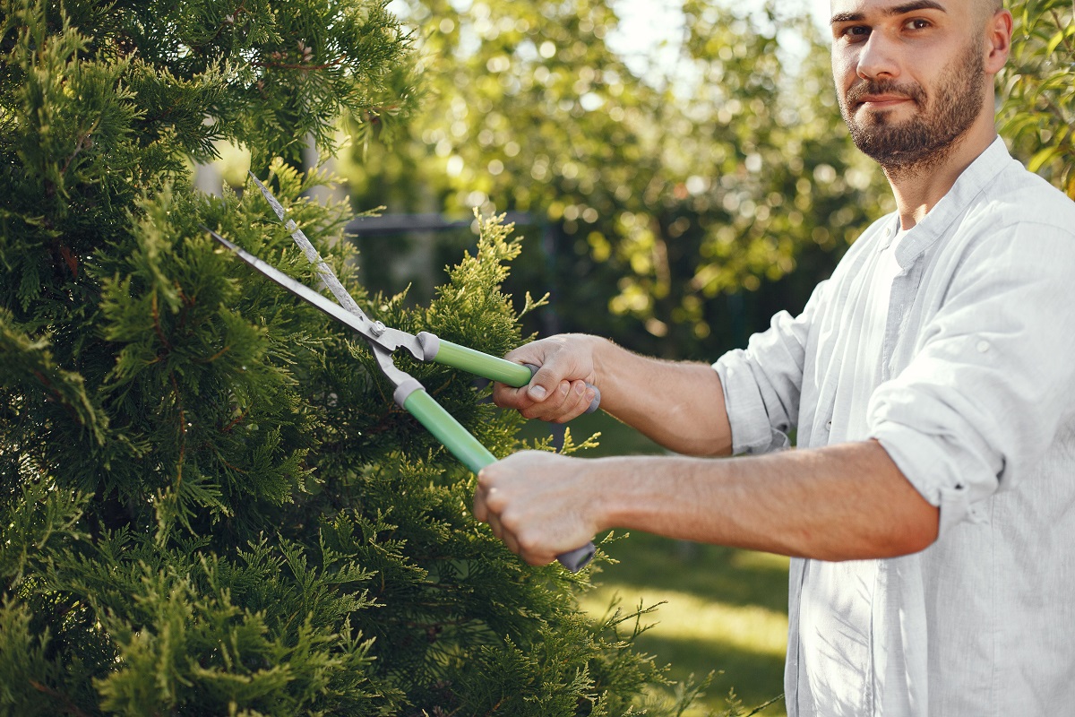 The Best Time of Year to Trim Trees and Transform Your Landscape
