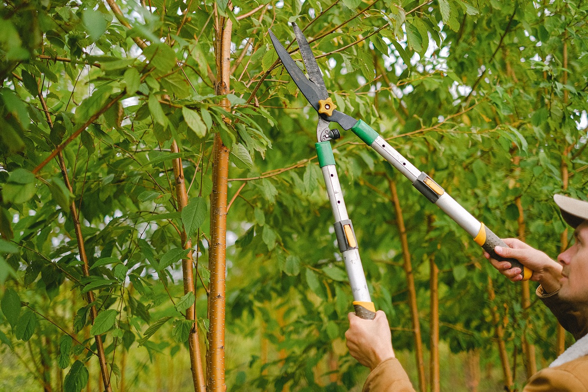 close-up of a person trimming trees